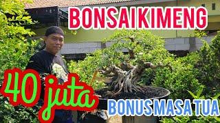 Bahan Bonsai prospek juara rawatan mulai dangkel//bonsai kimeng juara