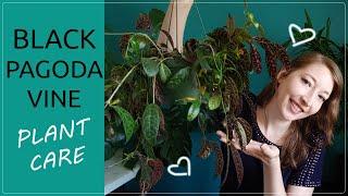 BLACK PAGODA VINE PLANT CARE! How To Grow Aeschynanthus Longicaulis / Zebra Basket Vine House plant