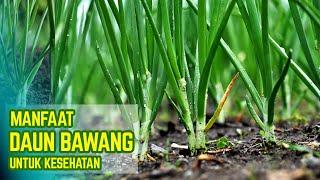 MANFAAT DAUN BAWANG UNTUK KESEHATAN - Info sehat