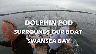 Dolphin pod surrounds our boat Swansea bay