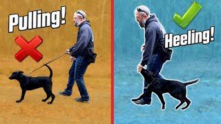 How to Teach Your Dog Loose Leash Walking!