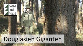 Baumgiganten: Douglasie, der Baum der Zukunft? Teil 1  #wildaufwald