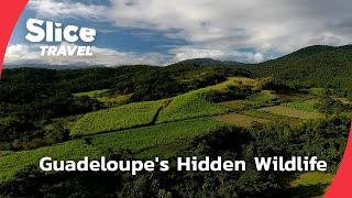 Guadeloupe: A Wildlife Journey Through Paradise | SLICE TRAVEL