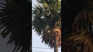 have you seen the bird nest in tree?|bird nest in tree#shorts#trending#viral#natute