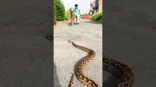 big snake on road