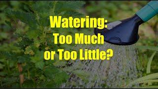 Am I  Watering My Plants Too Much or Too Little?