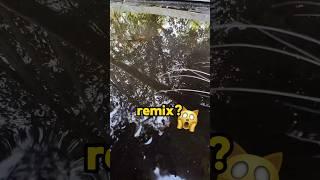 Cat Sound Remix #catsounds #catremix