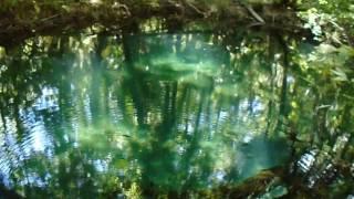 BlackWater Spring at Seminole State Forest Lake Tracy Unit