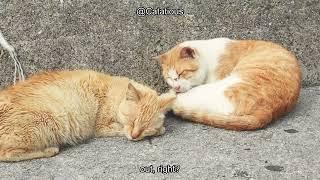 When Do Cats Get the Zoomies? Understanding Their Wild Side! | Fun Facts About Cat Behavior