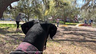 Great Dane Enjoys Reliable Recall Dog Training Class aka Scooby School