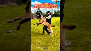 ️german shepherd training centre#belgian malinois puppy training#german shepherd puppies