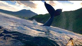 AMAZING Humpback Whale SLAPS Tail at Kayakers!