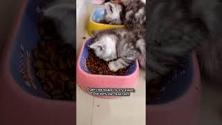 Любят многие коты жить по плану: съел - поспи #смешно #юмор #кошки #cat #animals #кот #смешныекошки