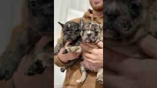 Three of our Available Frenchton puppies ️ Link in BIO for details! #frenchton #frenchie