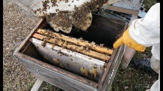 2 çıta birden isteyen arı - 1 adım önde olun - arı bakımı. Beekeeping. arıcılık.