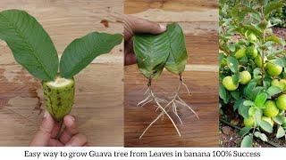 How to propagate guava tree from guava leaves