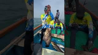 Huge grouper caught in Indias first Deep sea fishing competition by KXA -in #malvan