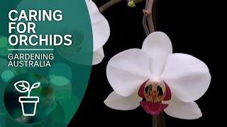 How to keep orchids flowering