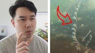 nah WTF is this in my fish tank | Fish Tank Review 258