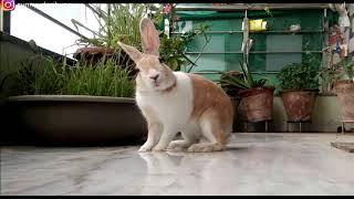 Rabbit day routine | Indian bunny