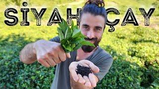 EL YAPIMI SİYAH ÇAY | EN İYİ ÇAY NASIL DEMLENİR?