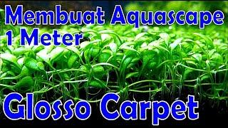 100cm Aquascape With Glossostigma Carpet Plants - Step by Step Tutorial