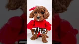 Our Cavapoo Puppies showing off their Halloween costumes!