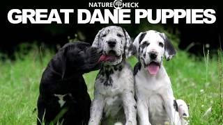 Great Dane Puppies Compilation