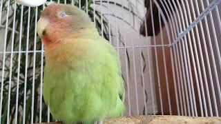 2h Lovebird Sounds for Lonely Parrots