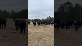 Good Looking Cattle. #farming #agriculture #cattle