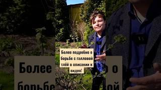 ГАЛЛОВАЯ ТЛЯ на смородине. Если появились листочки будет и ОНА #дача#сад#огород#садиогород