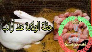 #أرنب عرش الرحامنة ولادة أرنب على المباشر#Lapin donnant naissance en direct #Rabbit gives birth dire