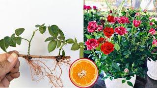 Plant roses by prunning their branches  with oranges, the results are beyond expectation.