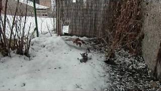 Marsh Harrier - pigeon recycling.wmv