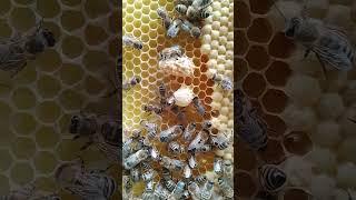 Swarm cell/Supercedure cell. What do you think?