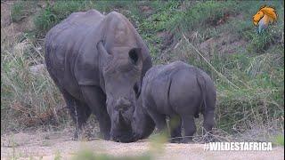 Rhino Dad Teaches Son Self Defence | Wildest Kruger Sightings