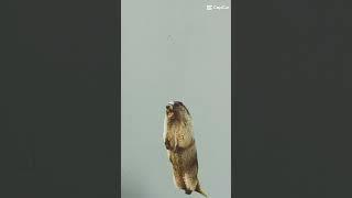 beaver #meme #song #xd #cute #beaver