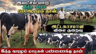 50,000 ரூபாய்க்கே அட்டகாசமான மாடுகள்|பண்ணைக்கேற்ற கறவை மாடுகள்.!#karungalpalayam#koodal#erodegowtham