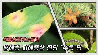 식물보호기사실기 병해충 피해증상 진단 "수목"편 식물보호기사 병해충 진단