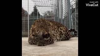 3 Different colors of leopard with perfect beauty