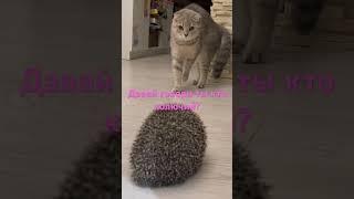 Знакомство ежика и Алисы#ёж #ёжик #ежик #рекомендации #кошка #cat