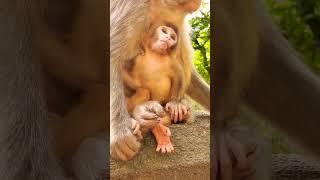 monkey baby enjoy short video #youtubeshorts #monkey #omegle #longoor #funny #वायरल