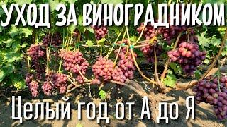 Сборник ВСЕХ работ на винограднике за год.Шпалера, подвязка, пасынкование, чеканка,обрезка и другое