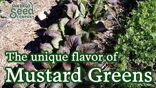 Not growing MUSTARD GREENS yet? Why we love this flavorful veggie