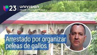 Hispano tenía 100 gallos en casa, ya fue arrestado por crueldad animal