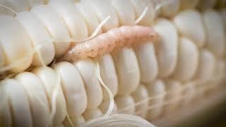 Broflanilide Insecticide: Bollworm time-lapse