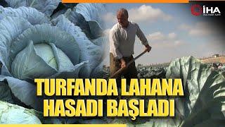 Niğde’de Turfanda Lahana Hasadına Başlanıldı