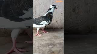 Alamgir pets Gallery new pigeon baby video ️ || #shorts#pigeon