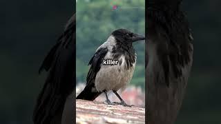 5 Mind Blowing Facts About the African Pied Crows!