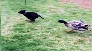  Cute and Funny Ducks!  Duck Videos to Make You Smile  [Funny Pets]